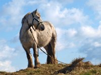 April13Horse  A Pale horse on the Dunes near Cresswell village