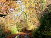 Dec13Brinkpath  Reflections in the puddles at Brinkburn Priory on the River Coquet.