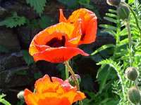 July13poppy  Roadside Poppies near Wylam. Northumberland.