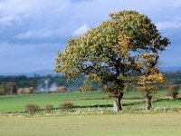 4-20TreeBrampton  Near Brampton