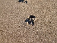6-10Footsteps  Footprints on warkworh Beach