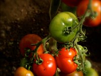 8-18TomsCapheaton  Tomatoes Capheton Castle " Open Day"